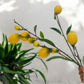 Savanna