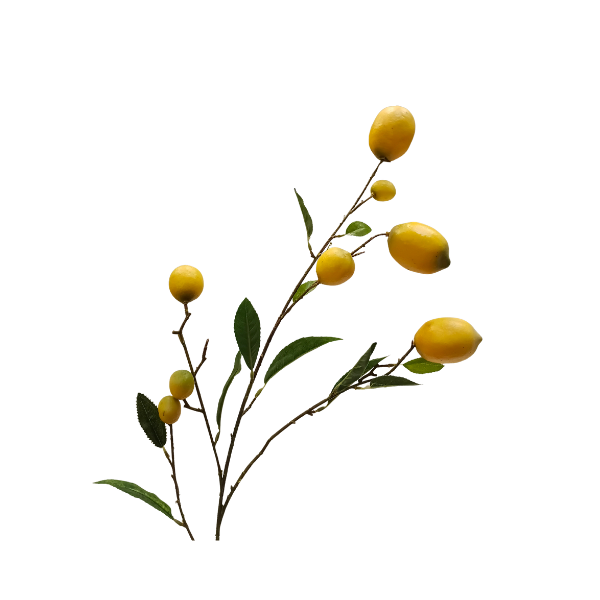 Savanna