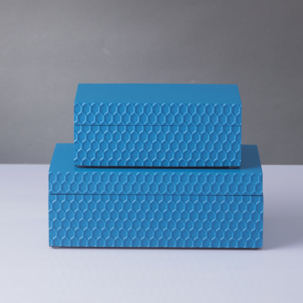 Filbert Moyen Bleue