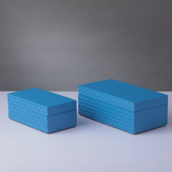 Filbert Moyen Bleue